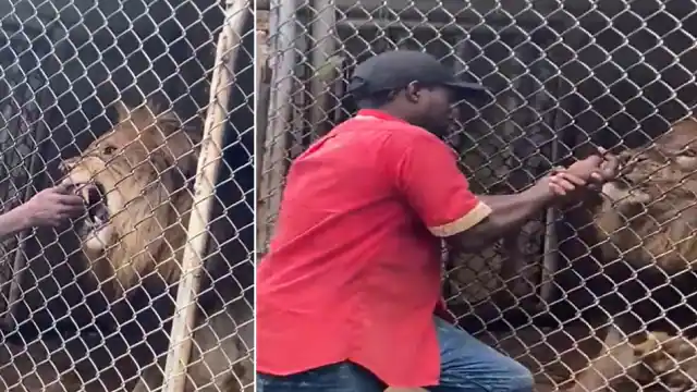 Video: टशन मारने को शेर के मुंह में हाथ देना पड़ गया इस शख्स को भारी, देखिए खौफनाक मंजर