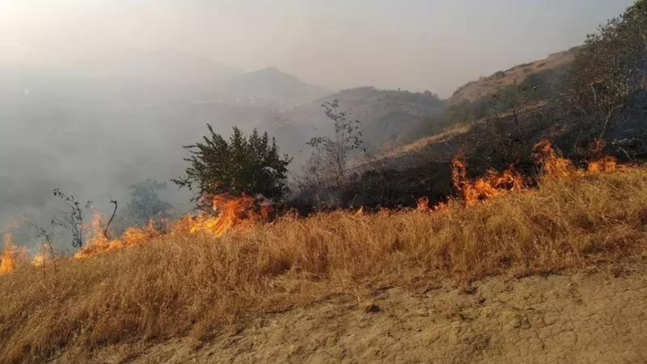 Forest fires down to 2.03 lakh in 2023-24 from 2.23 lakh in 2021-22