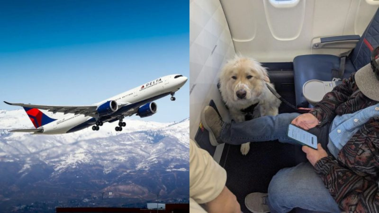 ‘Absolute joke’: Passenger annoyed as airlines gives his first-class seat to dog