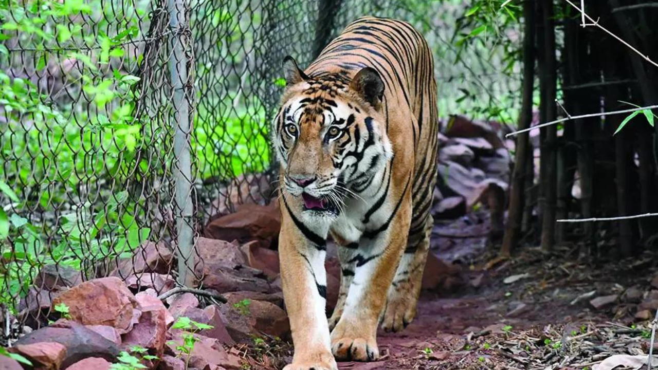 Tiger on prowl; prohibitory orders in Assam town