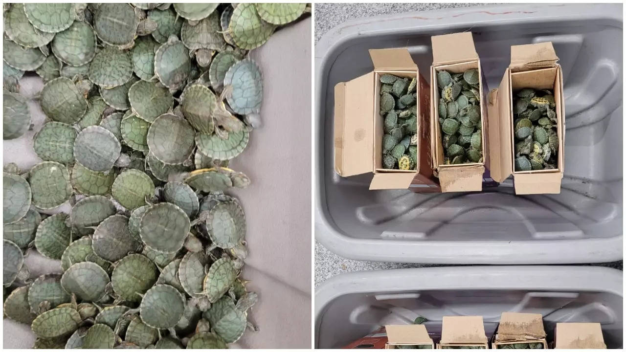 Shocking: 2,400 live turtles found in checked luggage at Trichy airport