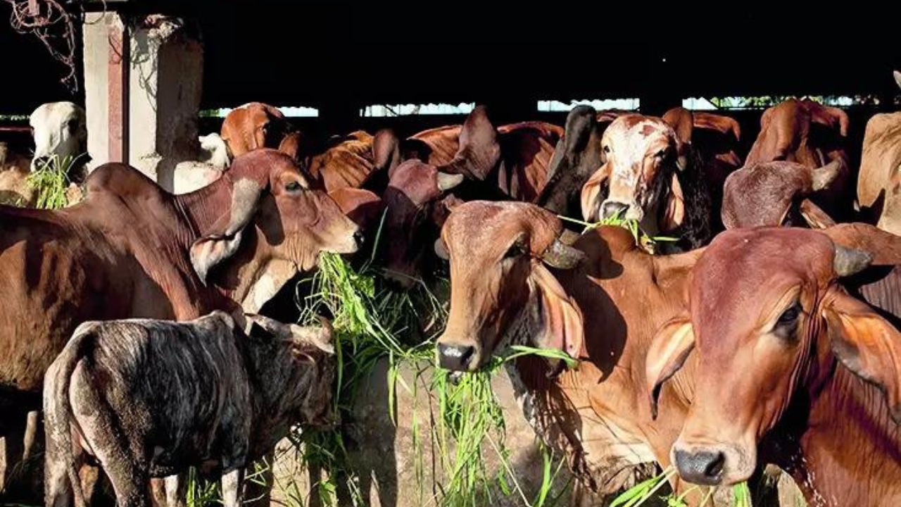 UP man lynched by vigilantes on suspicion of ‘cow slaughter’