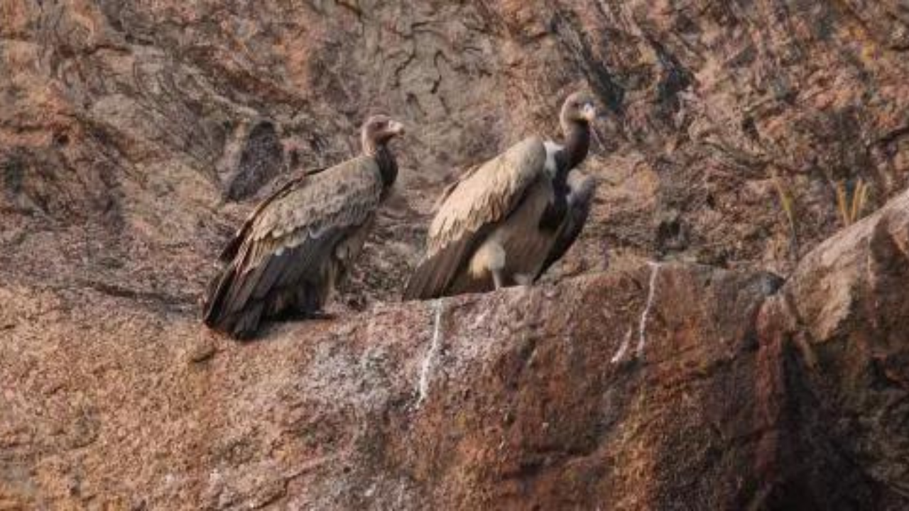 Govt bans Nimesulide on animals after vultures die in experiment