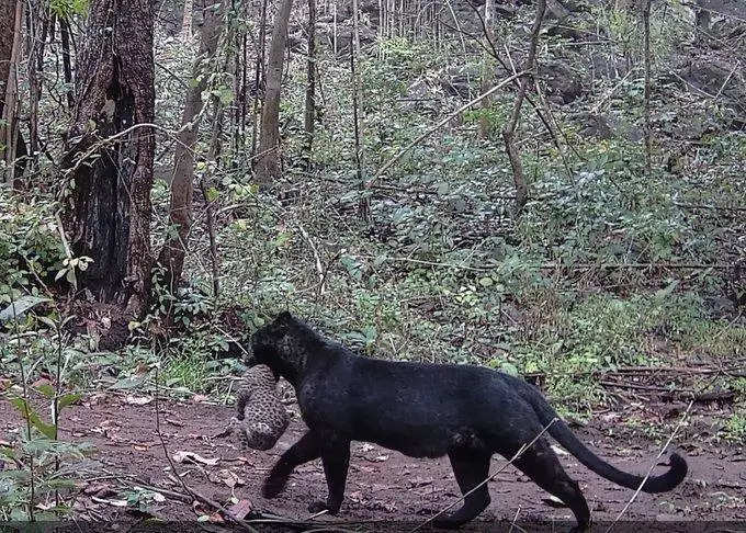 Watch: Rare melanistic leopard with cub spotted in Odisha’s Nayagarh district