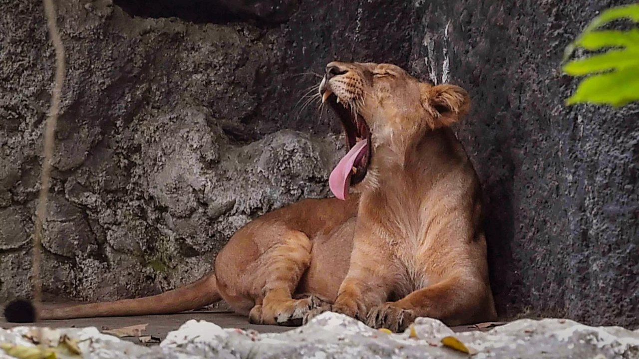 How did this 7-year-old boy brave lions and leopards for five days in a zoo?