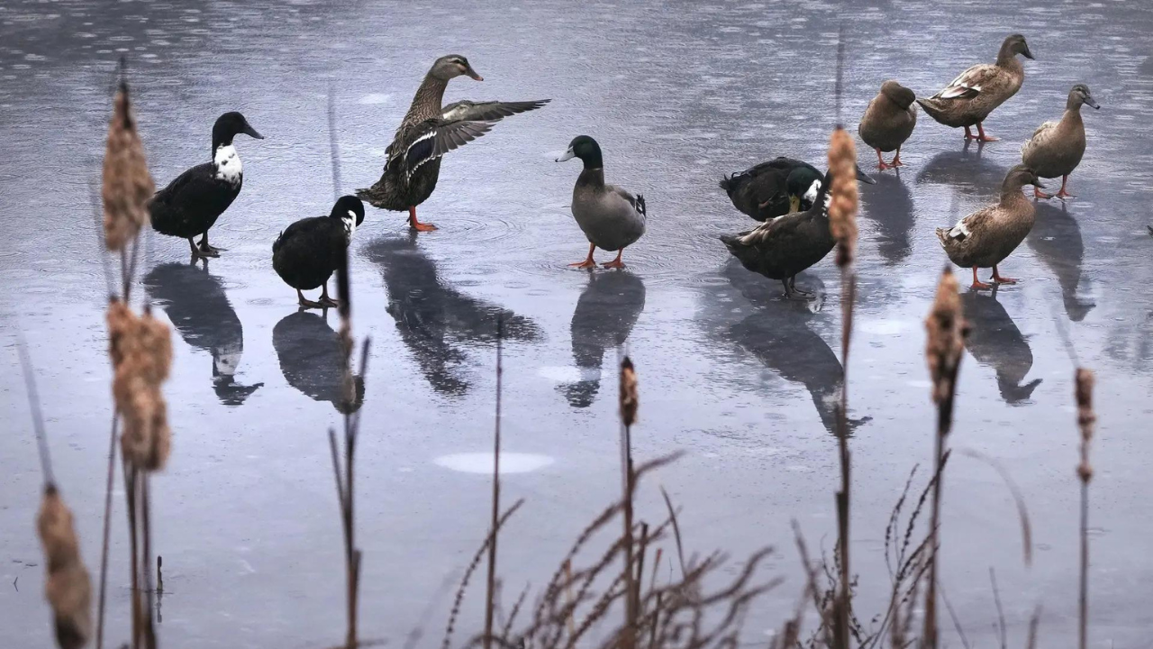 Firefighters pluck duck from icy pond in Germany’s Lower Saxony