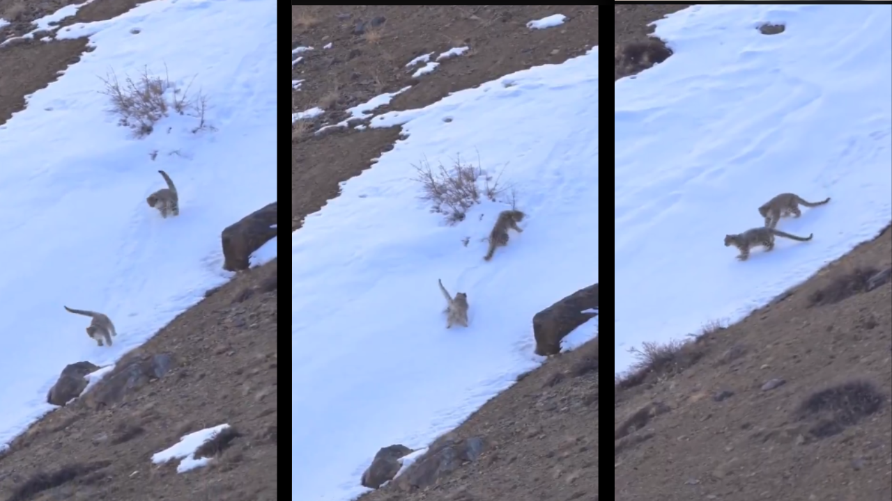 ‘Dance of wild joy’: Video captures two rare snow leopards playing in Ladakh