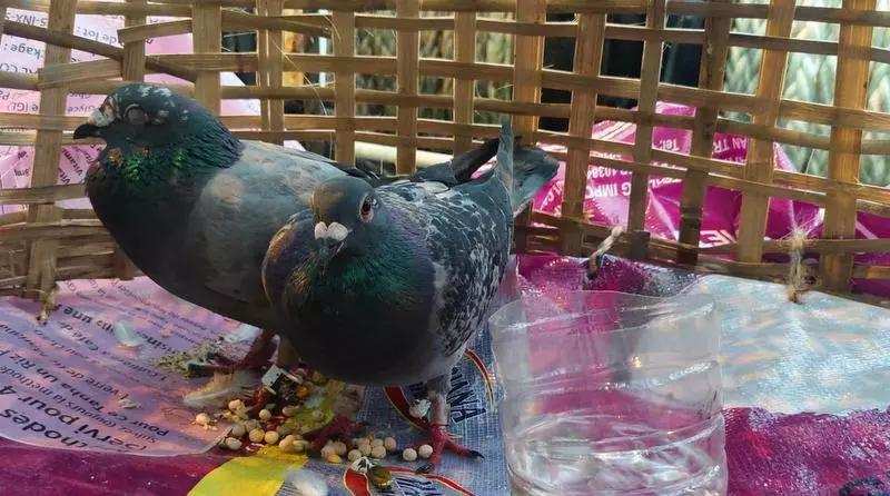 MP man kills 28 pet pigeons in retaliation for personal feud