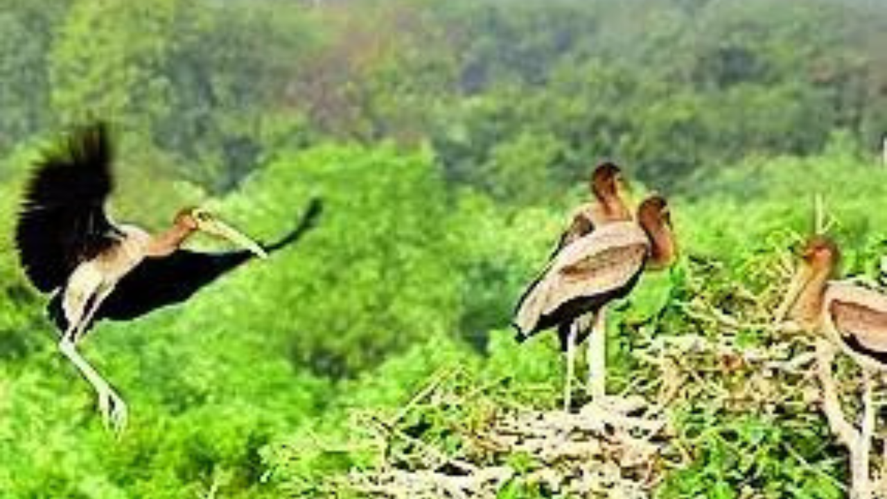 Gujarat village shuns kites to let painted storks soar safely