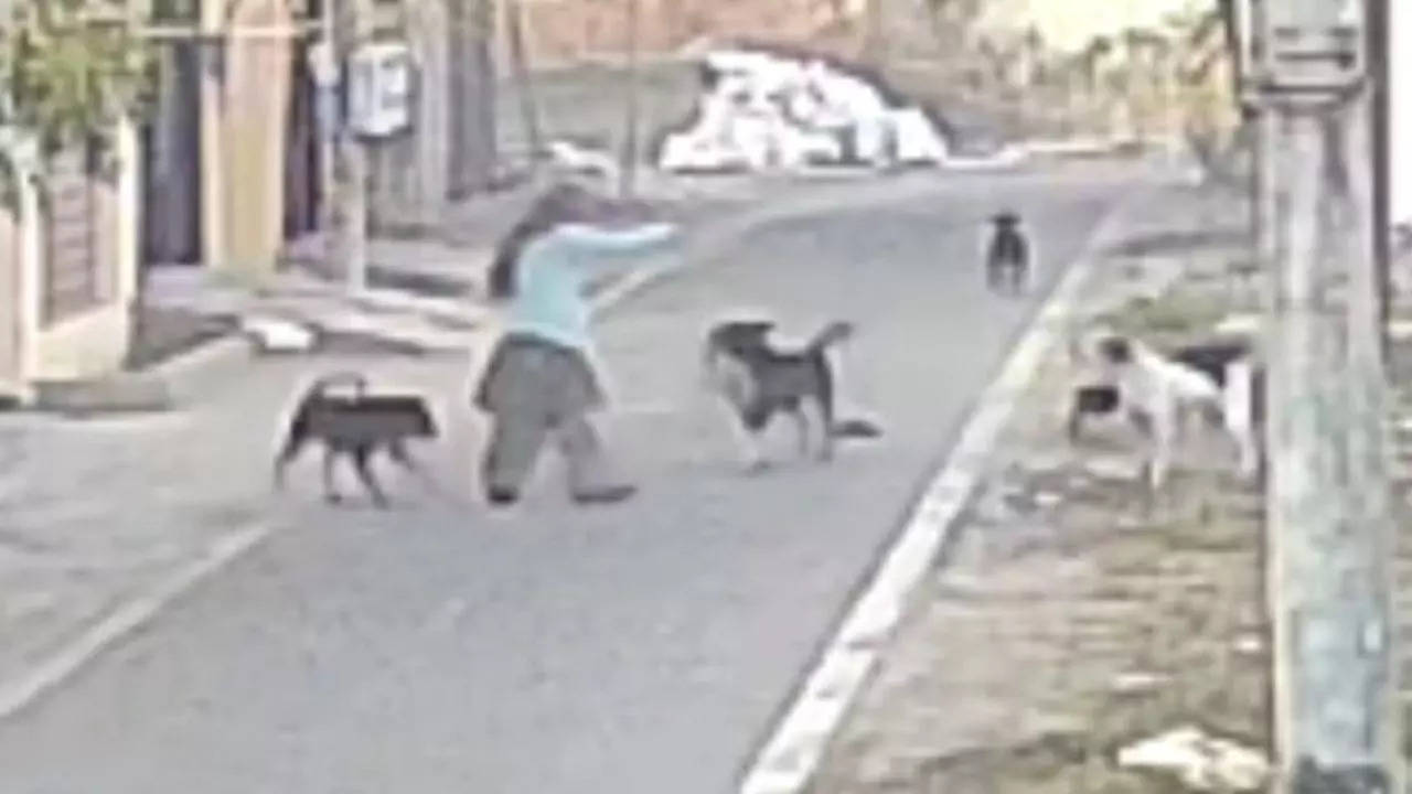 Watch: Out for morning walk, woman attacked by pack of stray dogs in Jalandhar