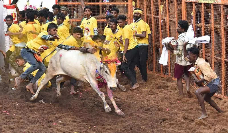 Bull tamer dies at Madurai jallikattu event