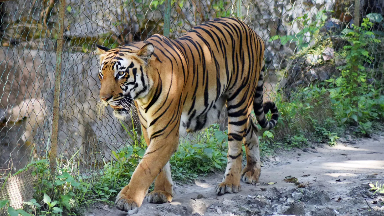 Melanistic tiger killed in world’s only habitat in Similipal, 4 arrested